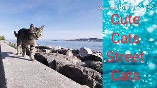 CATS OF ISTANBUL TURKEY FRIENDLY AND SWEET
