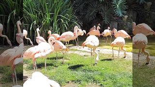 Most popular animals in zoo