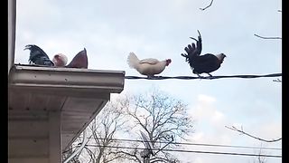 Amazing videos vol 159