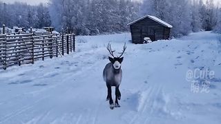 Cute Animal - Funny
