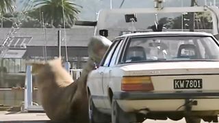 35 plus grandes créatures jamais capturées sur caméra !