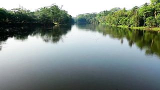 Relaxing Jungle Sound With Birds, Nature -Meditation & Stress Relief