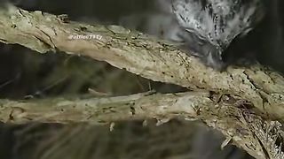 Tawny Frogmouth: Master of Camouflage