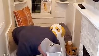 Mon_chien_a pris_his_revenge_too_far!(360p).