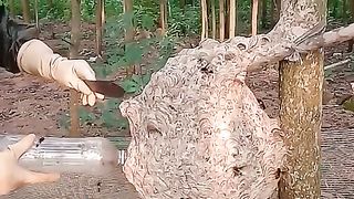 thu_hoạch_ONG_VÒ_VẼ_cuối_mùa(480p