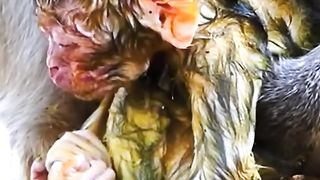 Newborn babies are still wet