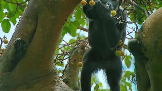happy chimpanzee family