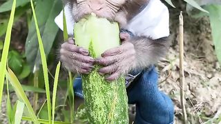 little monkey eating fresh cucumber
