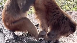 looking for fleas or not, hihihi