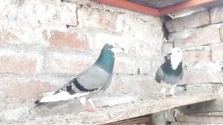 Dabaz breedar pairpigeon beautiful  pigeon