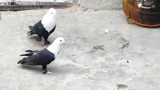 Beautiful pigeon breeder pair best flying 6