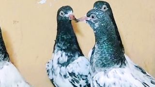 Beautiful pigeon breeder pair best flying chicks