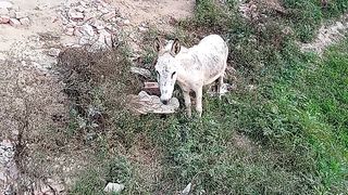 Cute donkey video