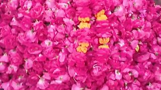 Beautiful Red Rose for Decoration