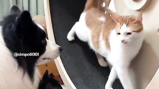 Funny Cat Viral Video 109