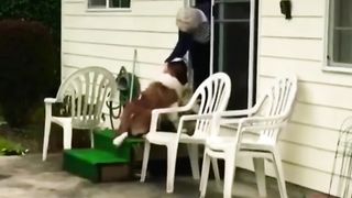 Neighbor dog confort widow????????