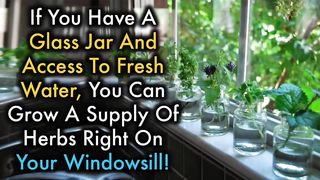 9 Herbs You Can Grow In Water Over And Over Again For Endless Supply in 2024