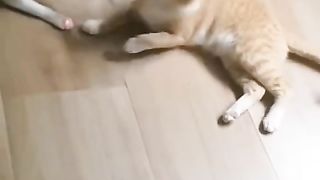 Funny action 36