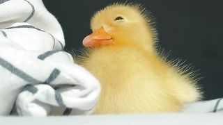 Duck baby 2
