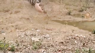 Wild life wild animals 8