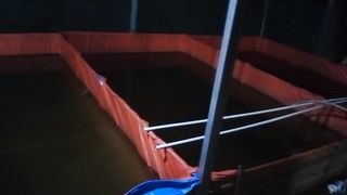 Demi mendapatkan ini, rela menempuh jarak jauh, yang penting larva lele bisa makan