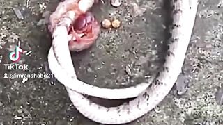 #,The#animal,fight ,in jangle#
