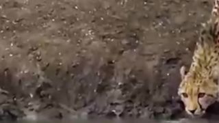 ##the Big lonine#hunter other  Animals, and then water fights #