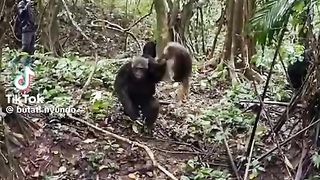 #This monkey is other  fight monkey is death #