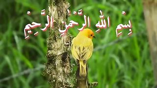 Beautiful video - video viral video -razzaq5. plz subscribe and watch my video
