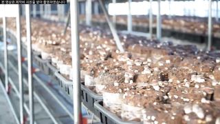 A day of a 27-year-old mushroom farmer who has been in the countryside for 3 years