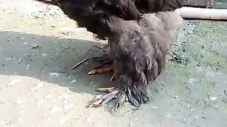 The beautiful hen