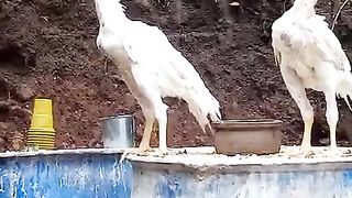 The white pair sitting on the drums