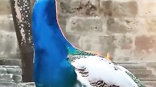 Beautiful birds And The Recitation