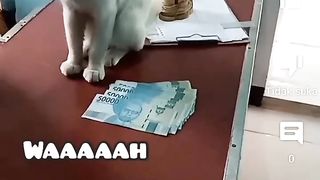 kalian harus tau ciri ciri kucing yg membawa keberuntungan