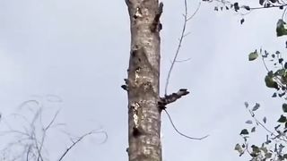The man cut the tree