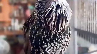 What is the name of this bird