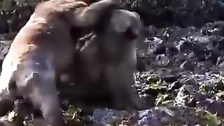 The fight 2