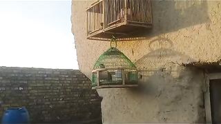 The bird hanging