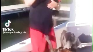 funny pet 4