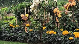 Flowers 20