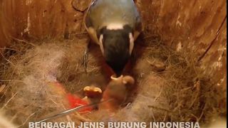 How Birds Care for Their Young Until They Fly