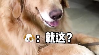 funny golden dog