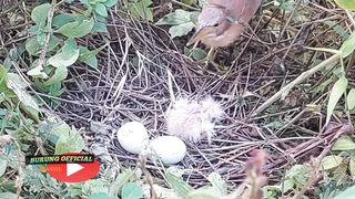 The second the red blekok bird hatched two lively babies