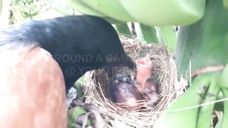 Falcon, Red Crow, Snake, Cuckoo, Coucal Attacking baby birds _ Baby bird getting eaten