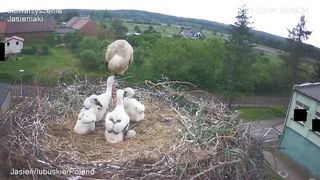 Stork kills chick - Selection of the small chick