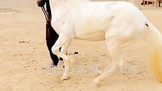 #febspot#foryou #foryoupage#horses#ridings#vedio77#ahmad#nasir#sports#fyb#fybpage fybpage#chak#no168/171NB