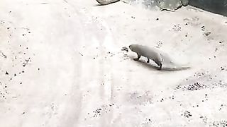 Mongoose vs Big snake