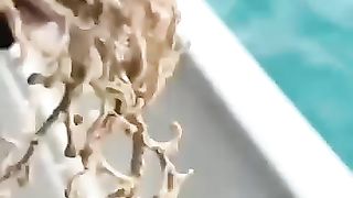 A sponge like body