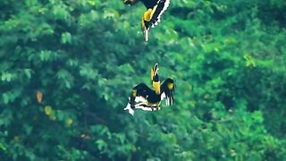 Amazing videos vol 166