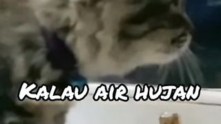 hati hati dengan kucing jenis ini
